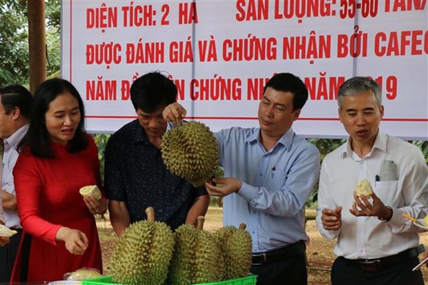 Dak Lak district to host first durian festival hinh anh 2