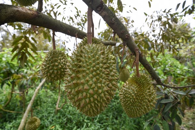 Farmers, businesses trained in forming durian growing areas, packaging facilities for export hinh anh 1