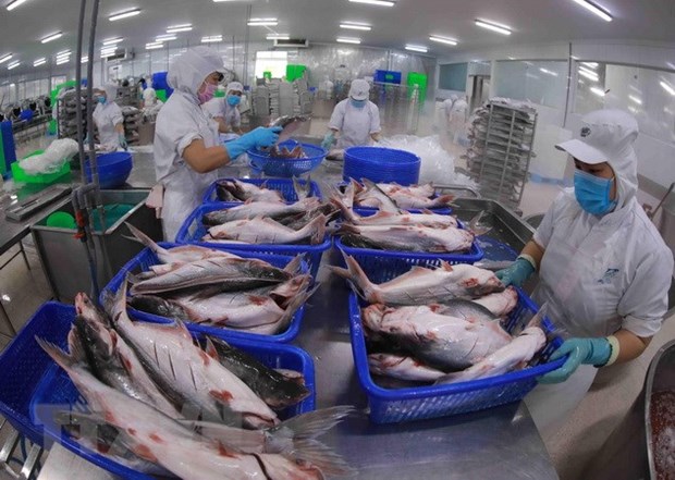 Tra fish exporters earn big thanks to high price rise hinh anh 1