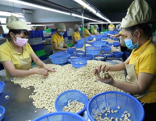 Vietnam Cashew Association lowers export target amid weak demand hinh anh 1
