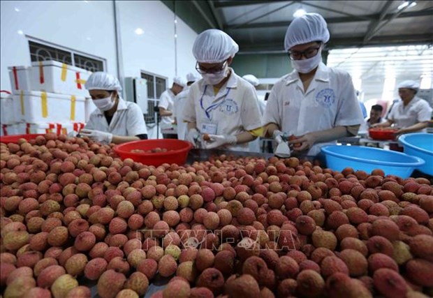 Big step for Vietnamese fruits towards US market hinh anh 1