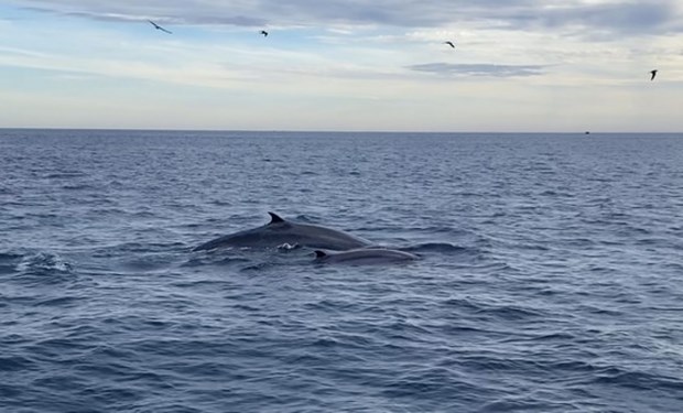 Seven blue whales spotted off south-central Vietnamese coast hinh anh 1