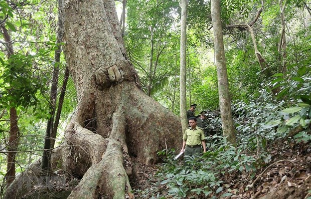 Forest covers 42.02% of Vietnam’s total area by end of 2021 hinh anh 1