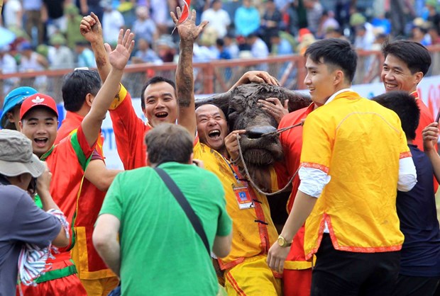 Do Son Buffalo Fighting Festival to be held from Aug. 27-Sept. 11 hinh anh 1