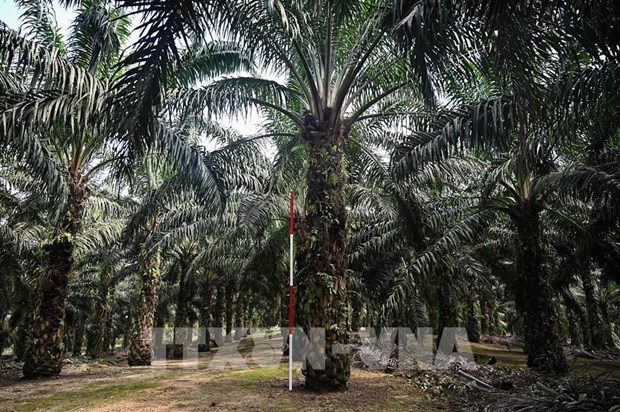 Malaysia: Palm oil boasts potential despite lower prices hinh anh 1