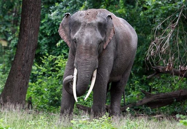 Cambodia calls for protecting endangered Asian elephants hinh anh 1