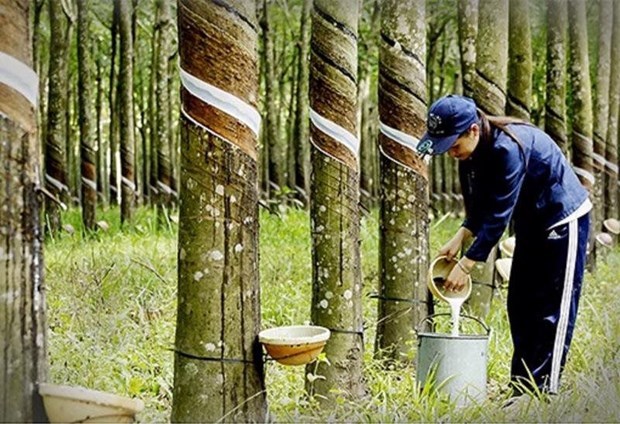 Thailand becomes world’s top rubber exporter hinh anh 1