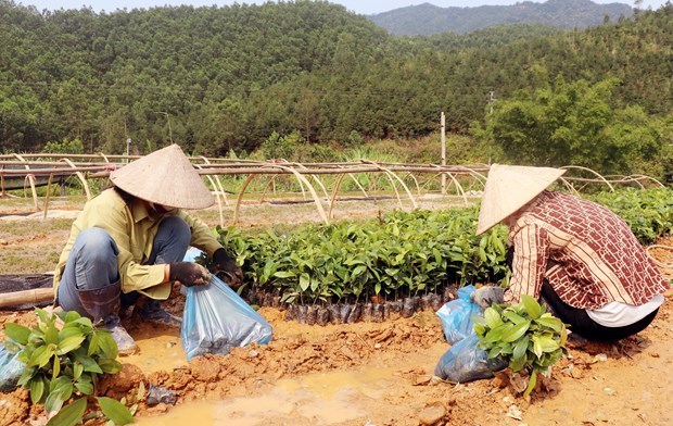 Quang Ninh: Businesses help farmers to plant timber tree forests hinh anh 1