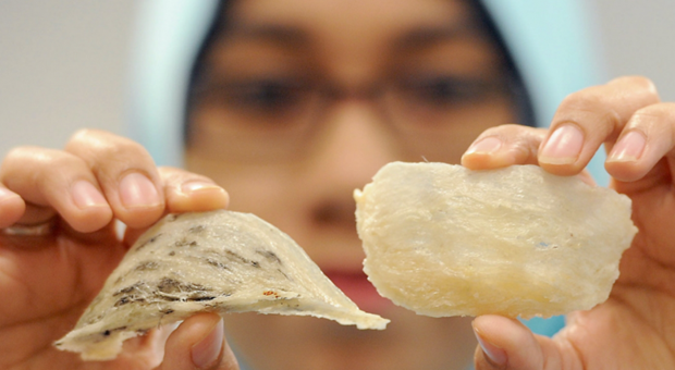 Malaysia expands scale of bird’s nest industry hinh anh 1
