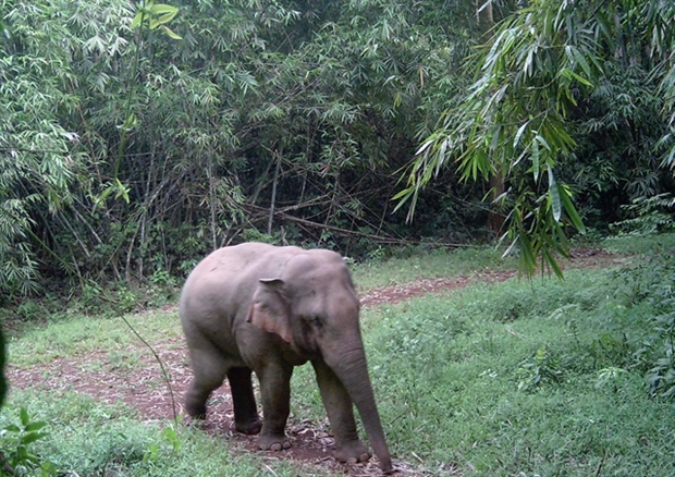 Vietnam strives to conserve elephants hinh anh 1