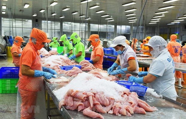 México se convierte en un punto brillante para las exportaciones de pescado tra de Vietnam hinh anh 1
