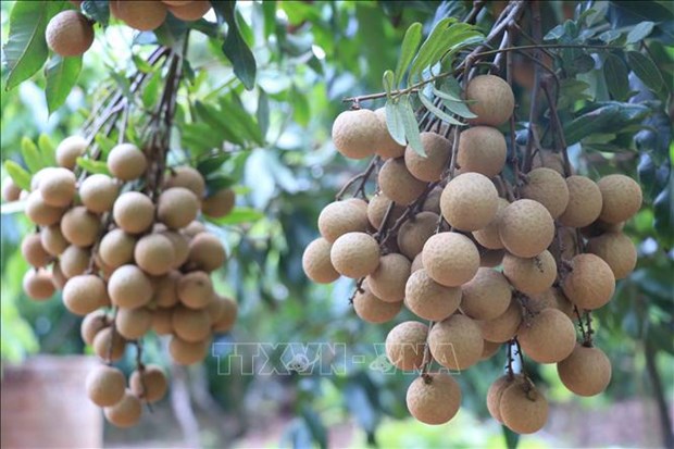 Bac Giang ships first batch of late-ripening longan to Australia hinh anh 1