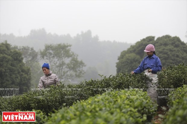 Vietnam ranks 7th worldwide in tea production hinh anh 2