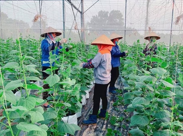 Farmer Support Fund works as lever for economic development in Bac Ninh hinh anh 1