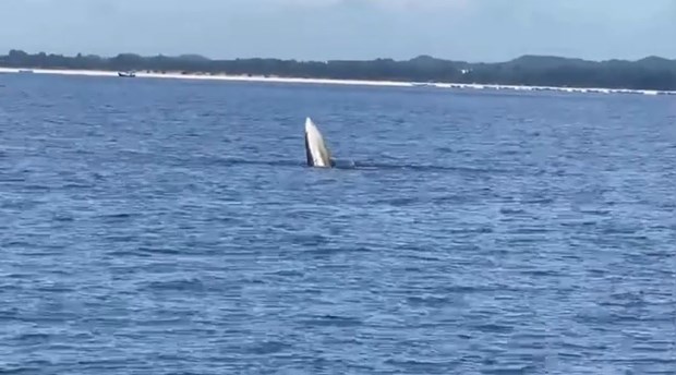 Whale spotted off northern coast hinh anh 1