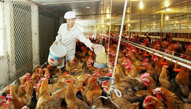 Vietnam's animal feed imports jump to 3.1 billion USD hinh anh 1