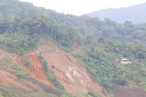 Ministry requests Quang Nam to review road construction in forest hinh anh 1