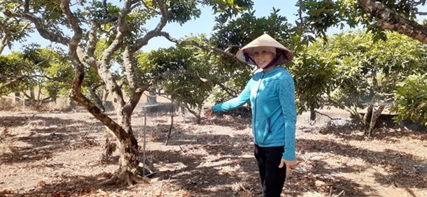 Vietnam should boost mechanisation of fruit cultivation: experts hinh anh 1