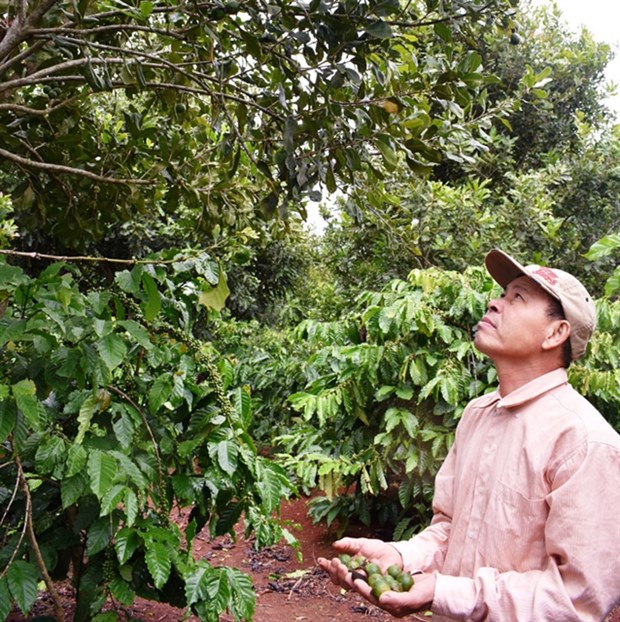 Lam Dong aims to grow 26,000 hectares of macadamia hinh anh 1