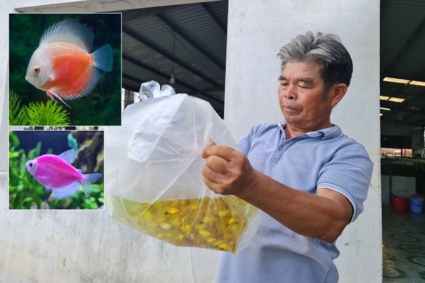 Ornamental fish exporters struggling to revive hinh anh 2