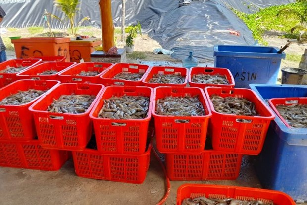 Indonesia aims to boost shrimp production to 2 million tonnes hinh anh 1
