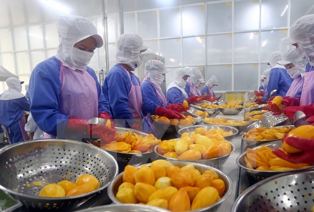 Vietnam's quest to turn fruit export potential into power hinh anh 1