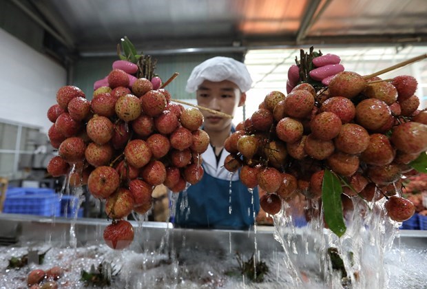 Bac Giang province collects nearly 6.8 trillion VND from lychee sales, support services hinh anh 1