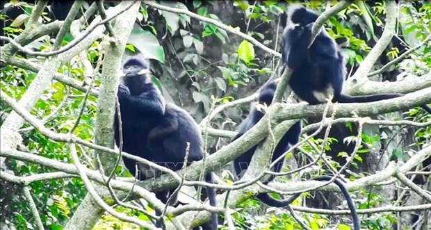 Quang Binh province reviews model for rare primate conservation hinh anh 1