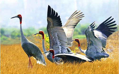 Dong Thap works to conserve red-headed cranes hinh anh 1