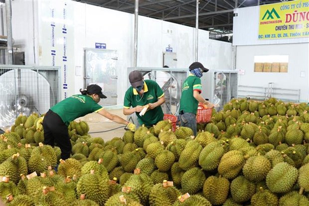 First approved batch of Vietnamese durians en route to China hinh anh 1