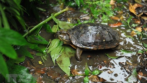 Vietnam Tortoise and Freshwater Turtle Identification Book re-released hinh anh 1