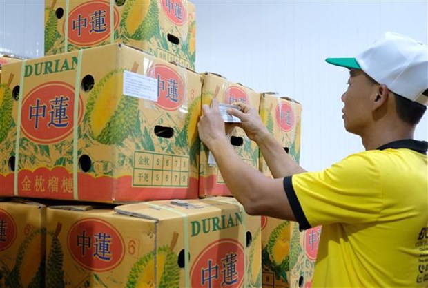 Lam Dong ships its first 70 tonnes of durian to China hinh anh 2