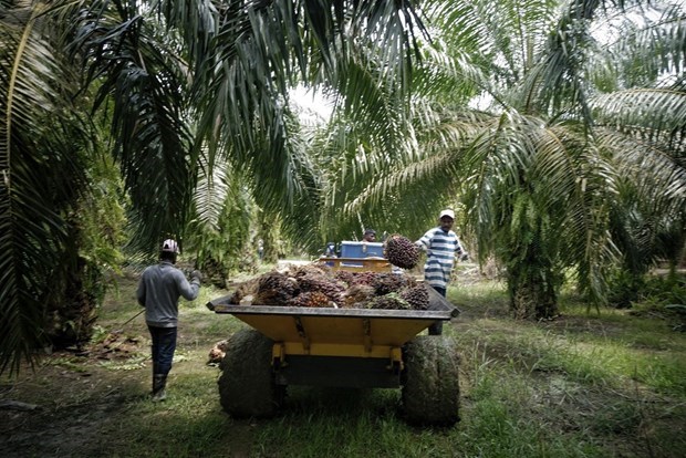 Malaysia’s palm oil industry hard hit by labour shortage hinh anh 1