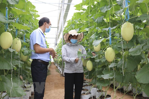 Agricultural sector pushes green growth in 2021-30 action plan hinh anh 1