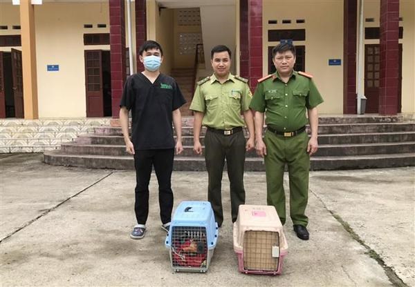 Two rare Owston's palm civets rescued in Ninh Binh hinh anh 2