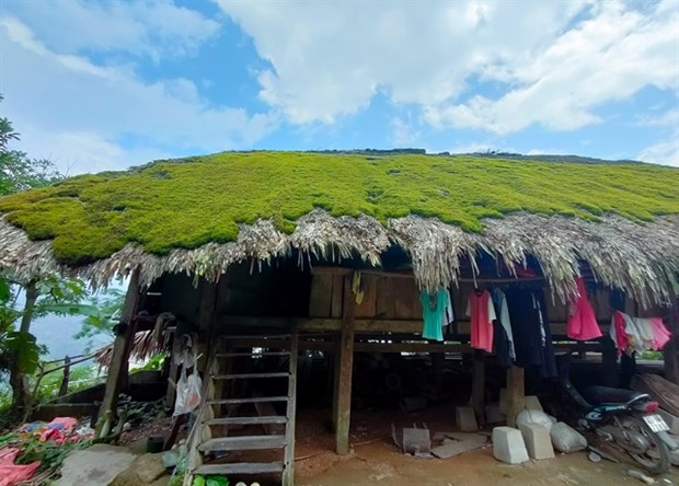 Unique green moss-covered homes of Tay Con Linh mountain range hinh anh 1