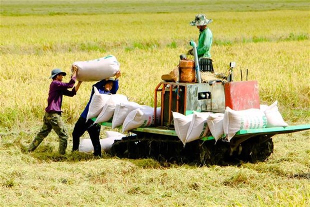 Low-carbon rice production helps Vietnam meet emission target hinh anh 1