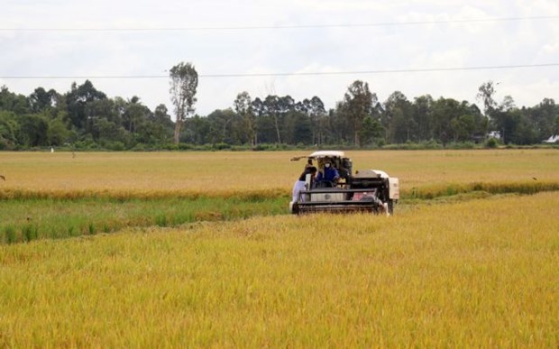 Southern region to prioritise high-quality rice varieties in winter-spring crop hinh anh 1