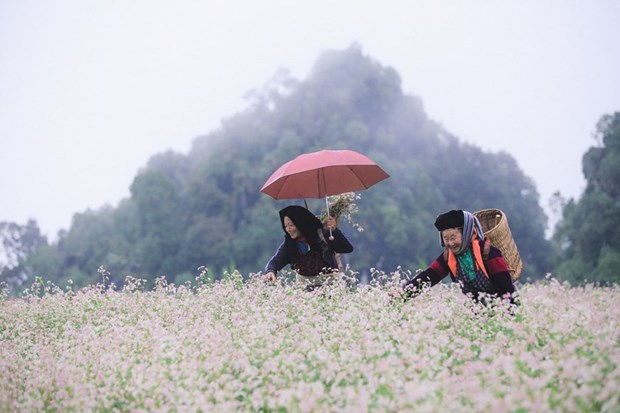 Buckwheat Flower Festival returns to Ha Giang in November hinh anh 1