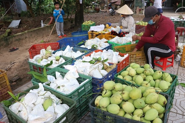 Planting area codes key for Vietnam's farm produce exports hinh anh 1