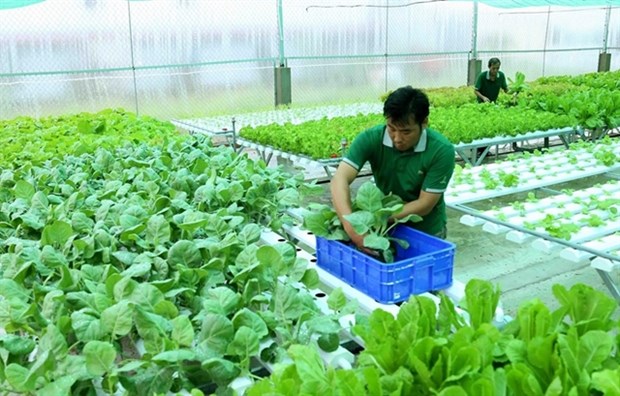 Vietnam seeks ways to increase export of organic farm produce hinh anh 1