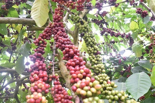 Vietnam becomes third largest coffee supplier to US hinh anh 1