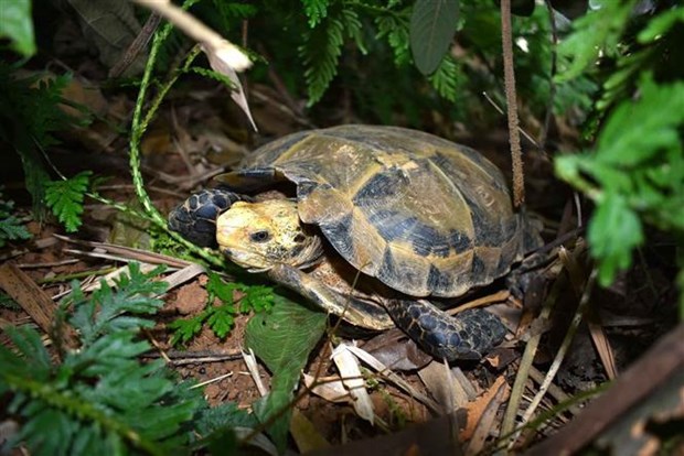 Endangered turtles, tortoises found in Thanh Hoa nature reserve hinh anh 1