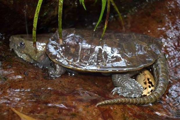 Endangered turtles, tortoises found in Thanh Hoa nature reserve hinh anh 2