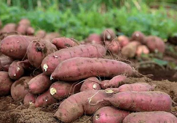 Sweet potato to be officially exported to China hinh anh 1