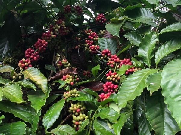 Amplio alcance para exportar café vietnamita a España Hinh Anh 1