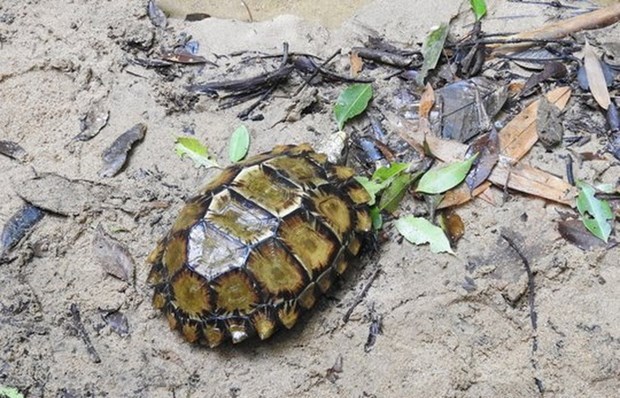 More turtle species found in Khanh Hoa hinh anh 1