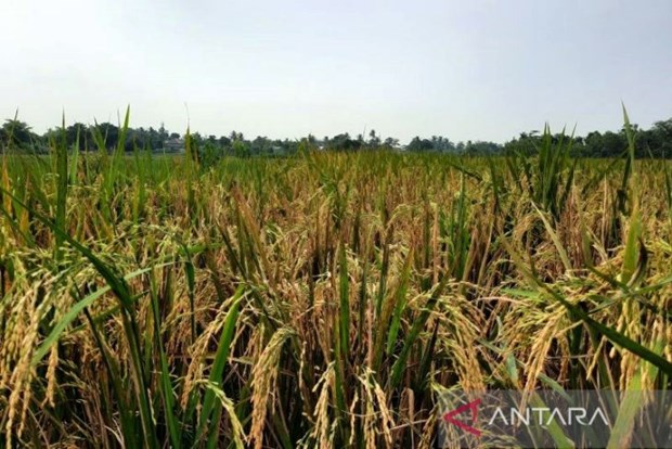 Indonesia’s rice production estimated at 32 million tonnes this year hinh anh 1