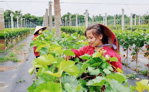 Hanoi focuses on developing hi-tech, organic agriculture in new strategy hinh anh 1