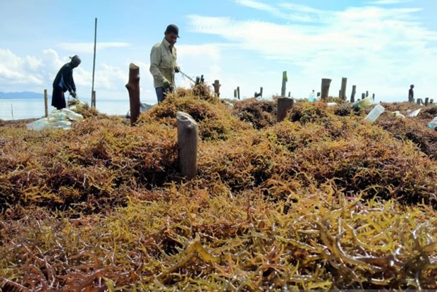 Indonesia plans to develop four seaweed industrialisation zones hinh anh 1